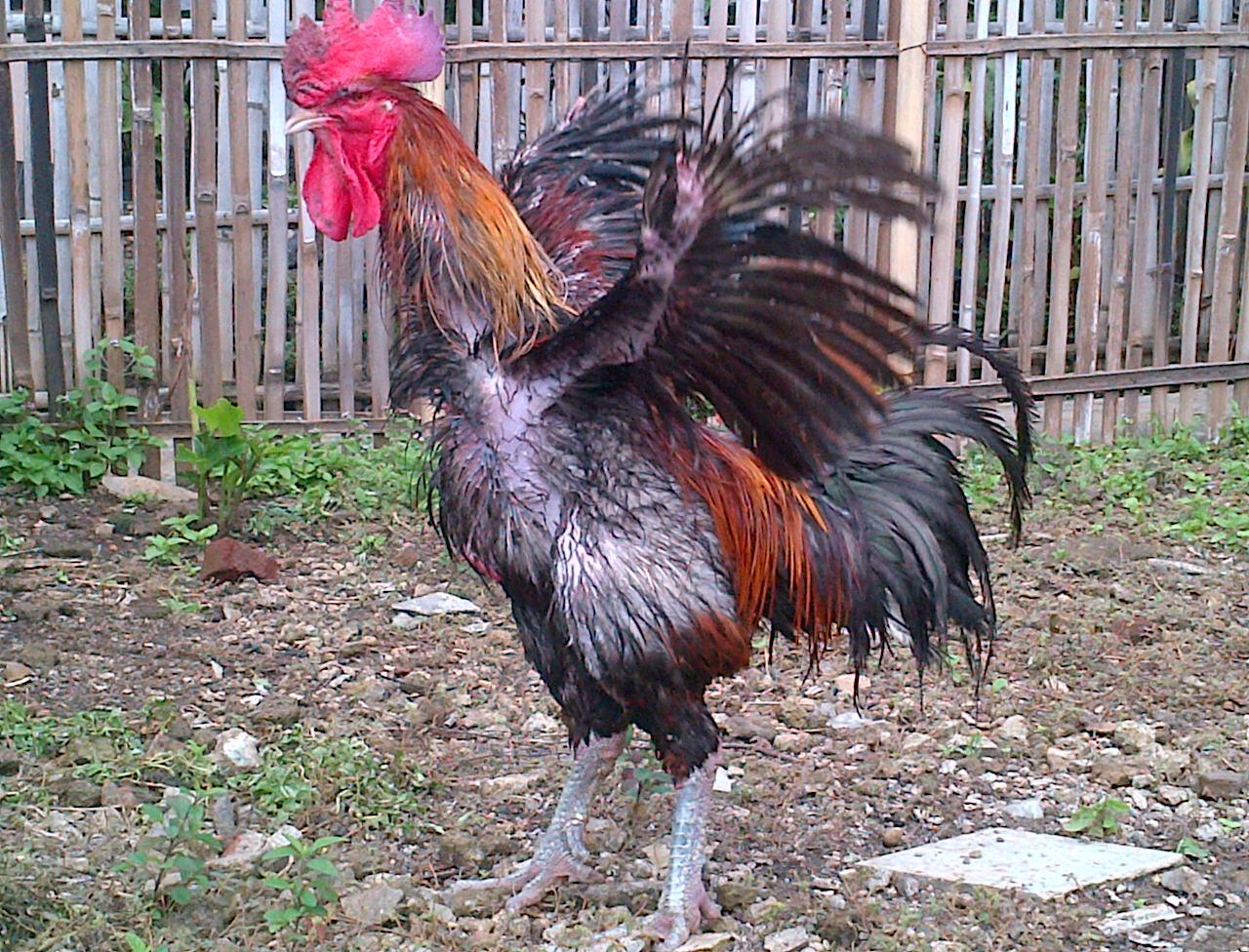 AYAM PELUNG ASLI BERKUALITAS
