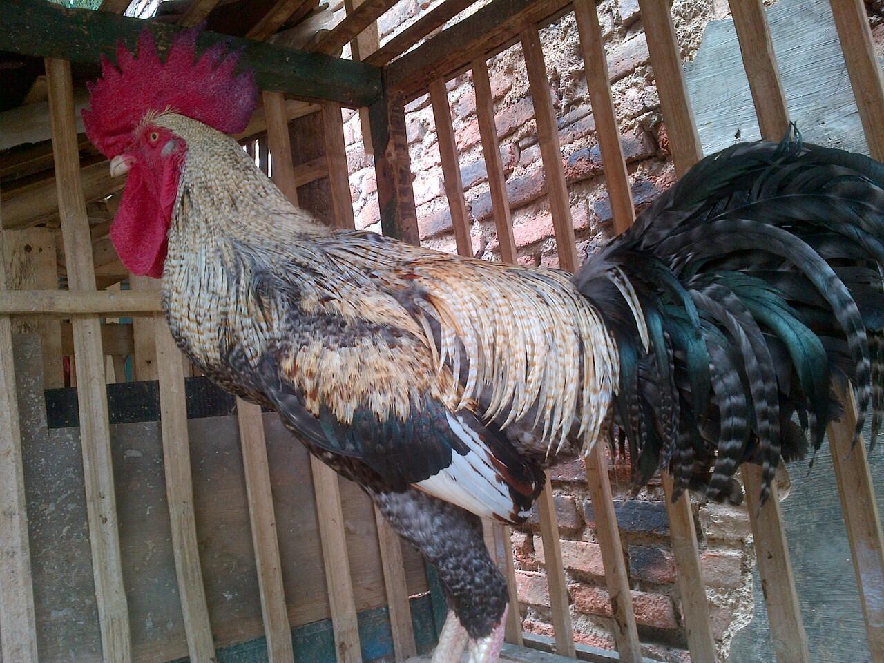 AYAM PELUNG ASLI BERKUALITAS