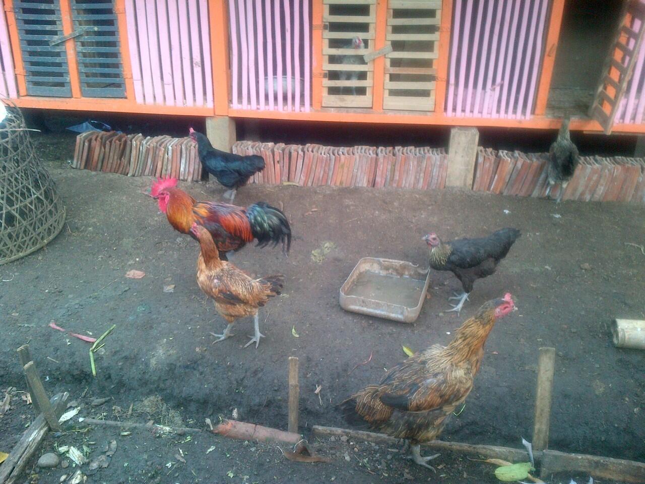 AYAM PELUNG ASLI BERKUALITAS