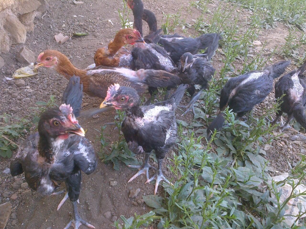 AYAM PELUNG ASLI BERKUALITAS