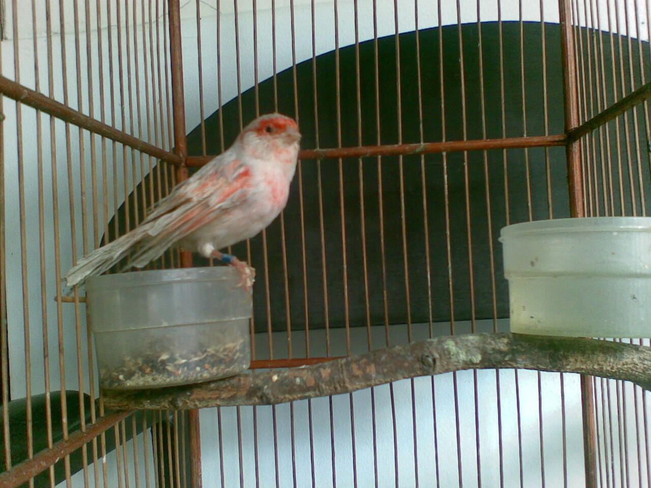 Kenari Holland Red Agathe ring FOI murah bekasi