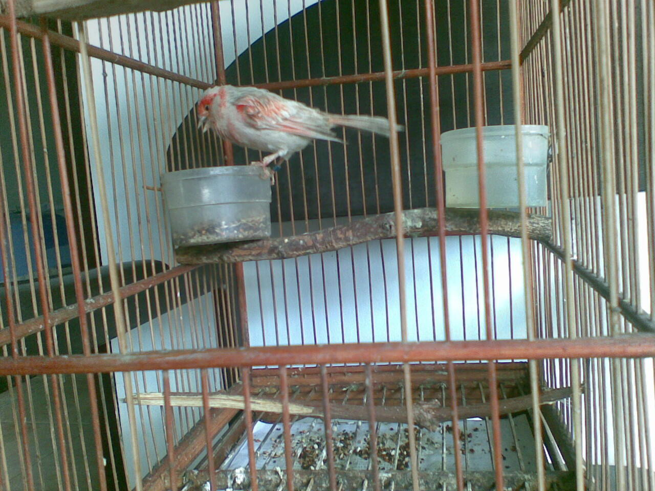 Kenari Holland Red Agathe ring FOI murah bekasi