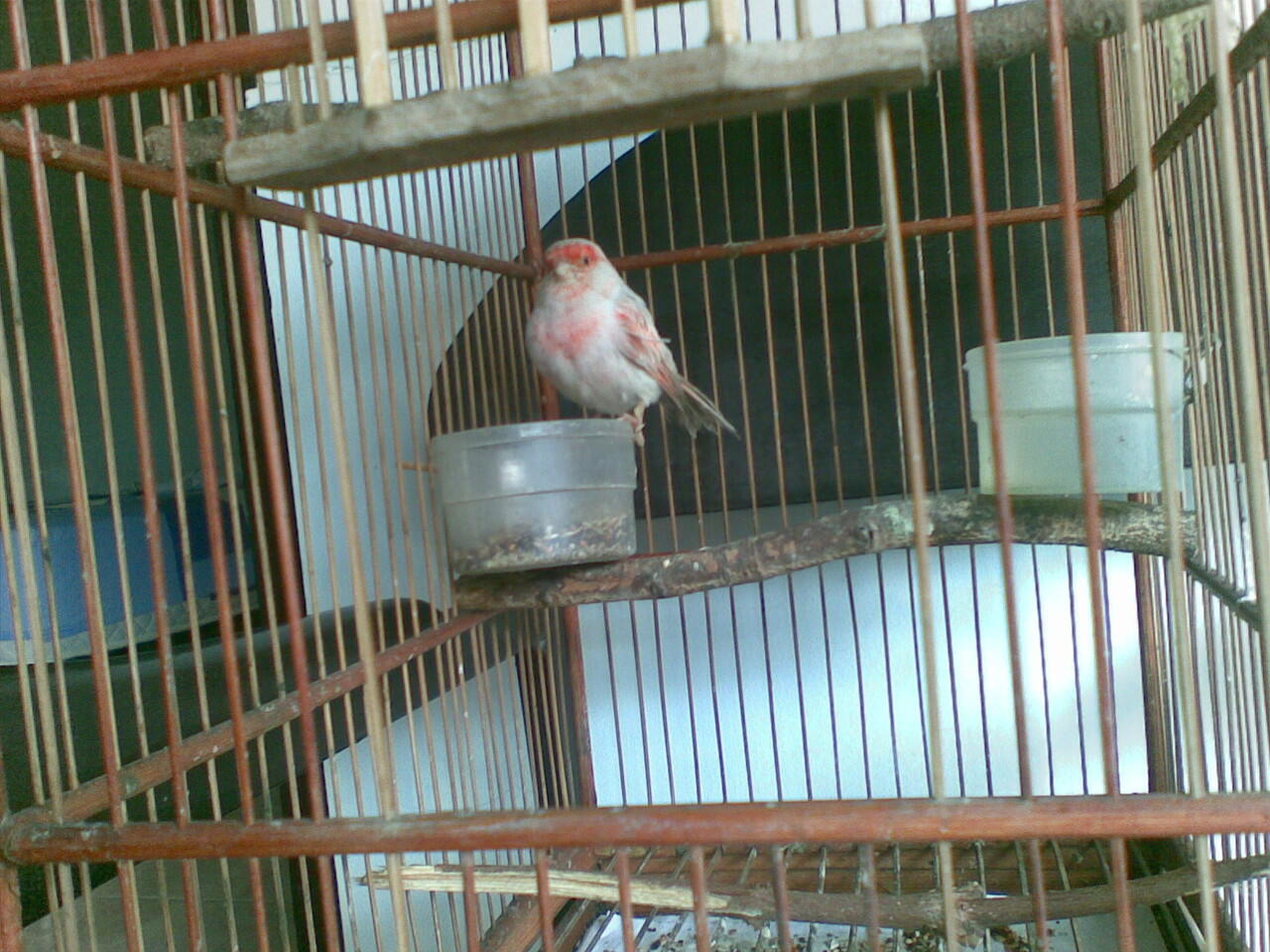 Kenari Holland Red Agathe ring FOI murah bekasi