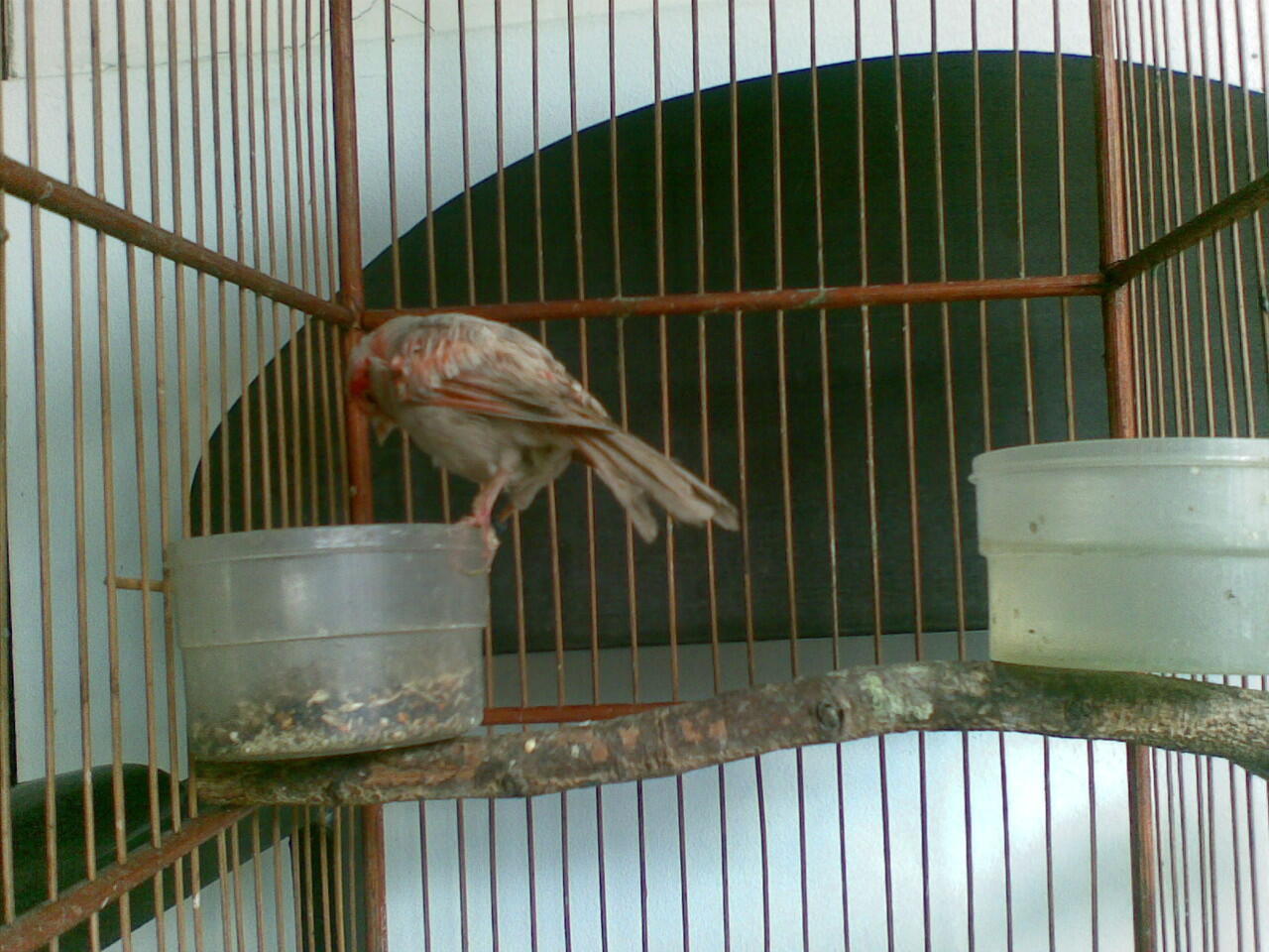 Kenari Holland Red Agathe ring FOI murah bekasi