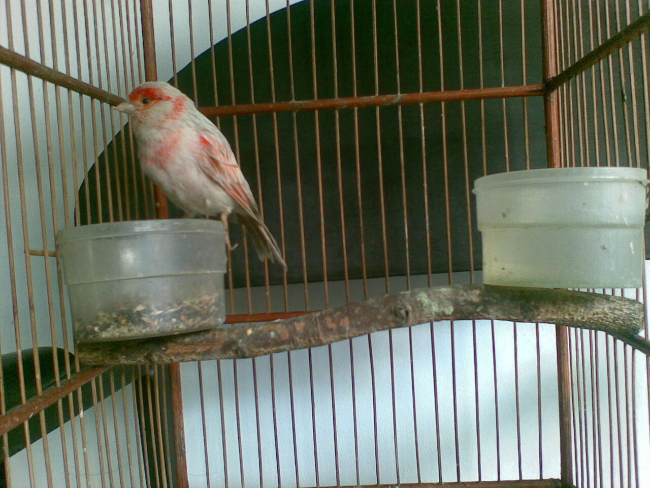 Kenari Holland Red Agathe ring FOI murah bekasi