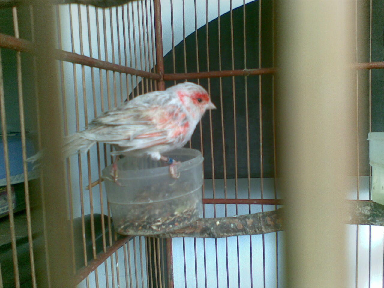 Kenari Holland Red Agathe ring FOI murah bekasi