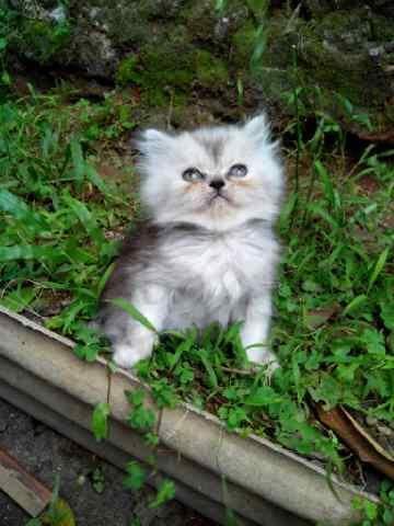 Jual kucing kitten persia flatnose murah aja gan.."buat cat lovers"
