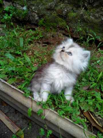 Jual kucing kitten persia flatnose murah aja gan.."buat cat lovers"