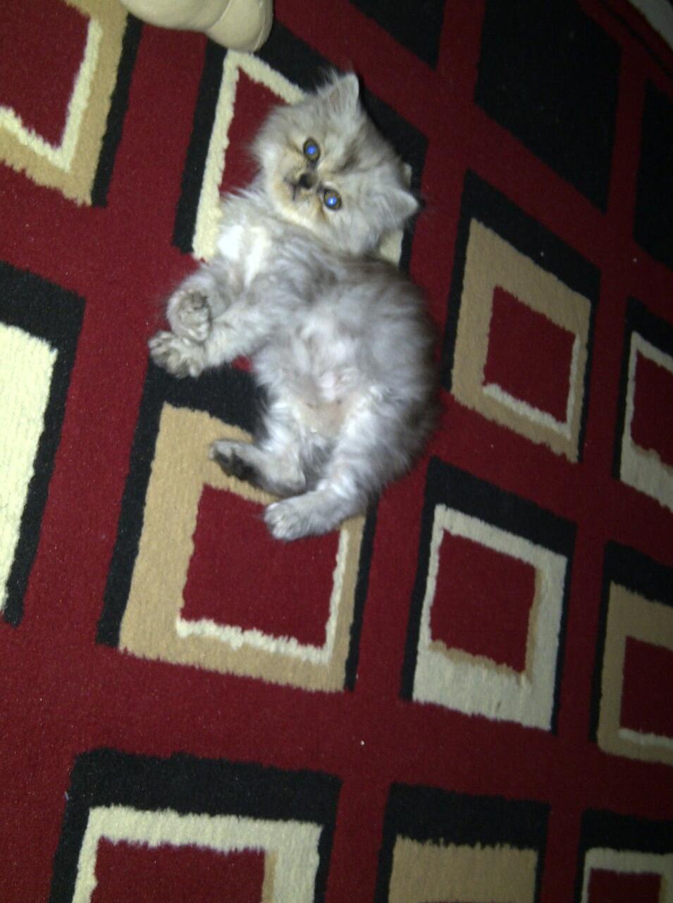 Jual kucing kitten persia flatnose murah aja gan.."buat cat lovers"