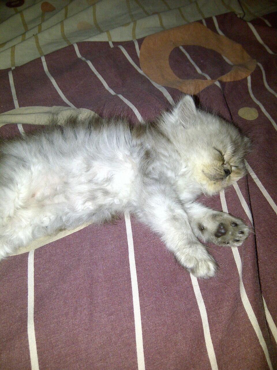 Jual kucing kitten persia flatnose murah aja gan.."buat cat lovers"