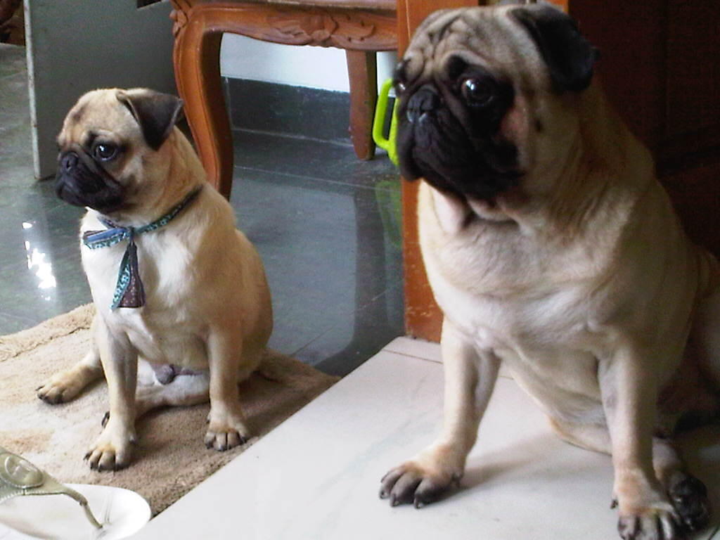 Seperti Inikah Wajah Anjing Terimut Di Bumi Page 4 Kaskus