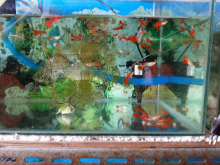 Guppy Super Red berkualitas