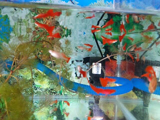 Guppy Super Red berkualitas