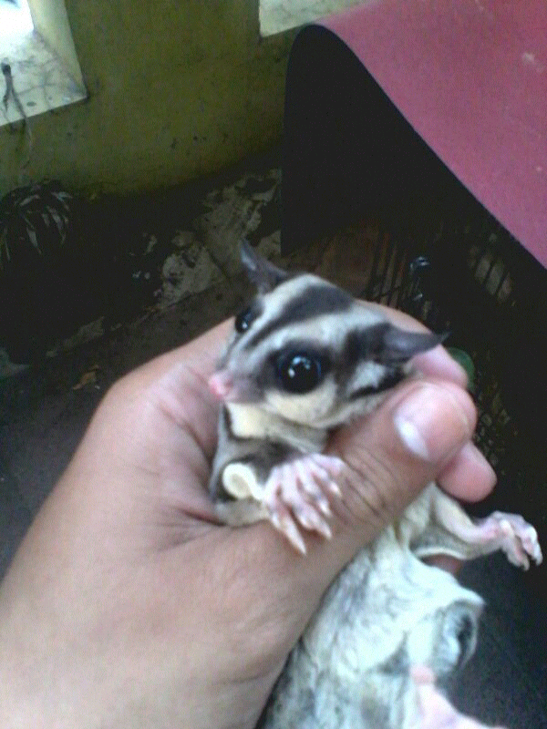 WTB Sugar Glider Sepasang