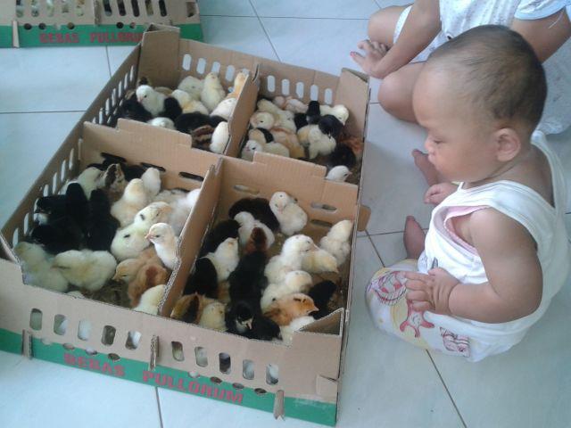 DOC (anak ayam ) KAMPUNG SUPER BOYOLALI