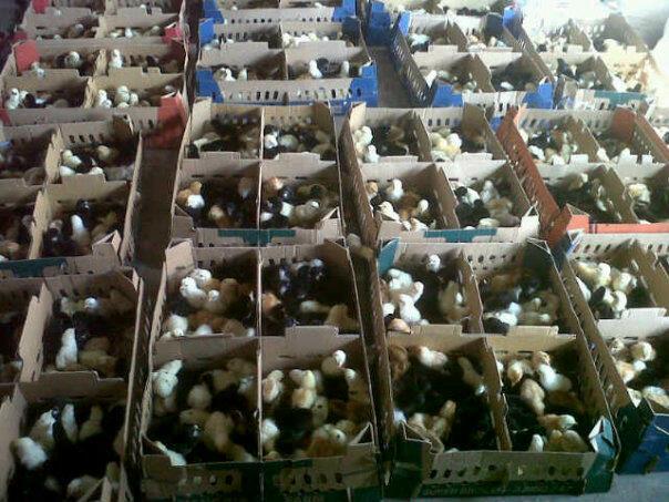 DOC (anak ayam ) KAMPUNG SUPER BOYOLALI