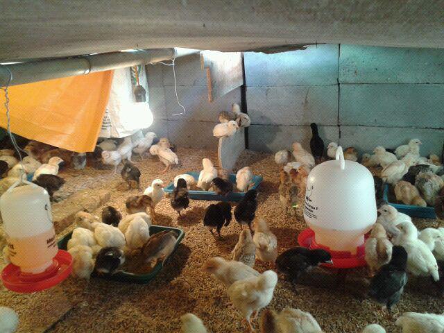 DOC (anak ayam ) KAMPUNG SUPER BOYOLALI