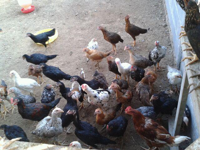 DOC (anak ayam ) KAMPUNG SUPER BOYOLALI