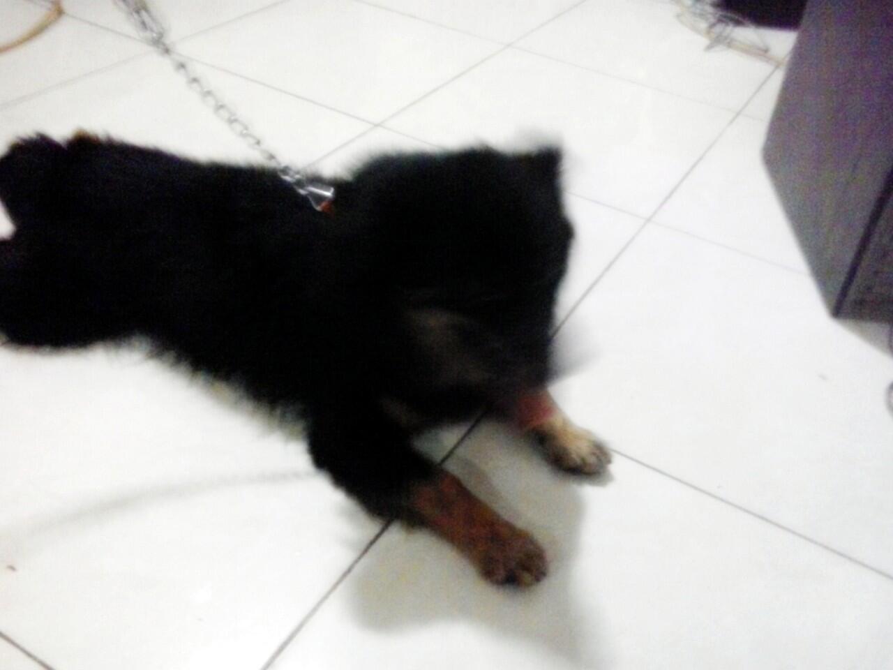 Semi Hibah Pom Mix Jantan