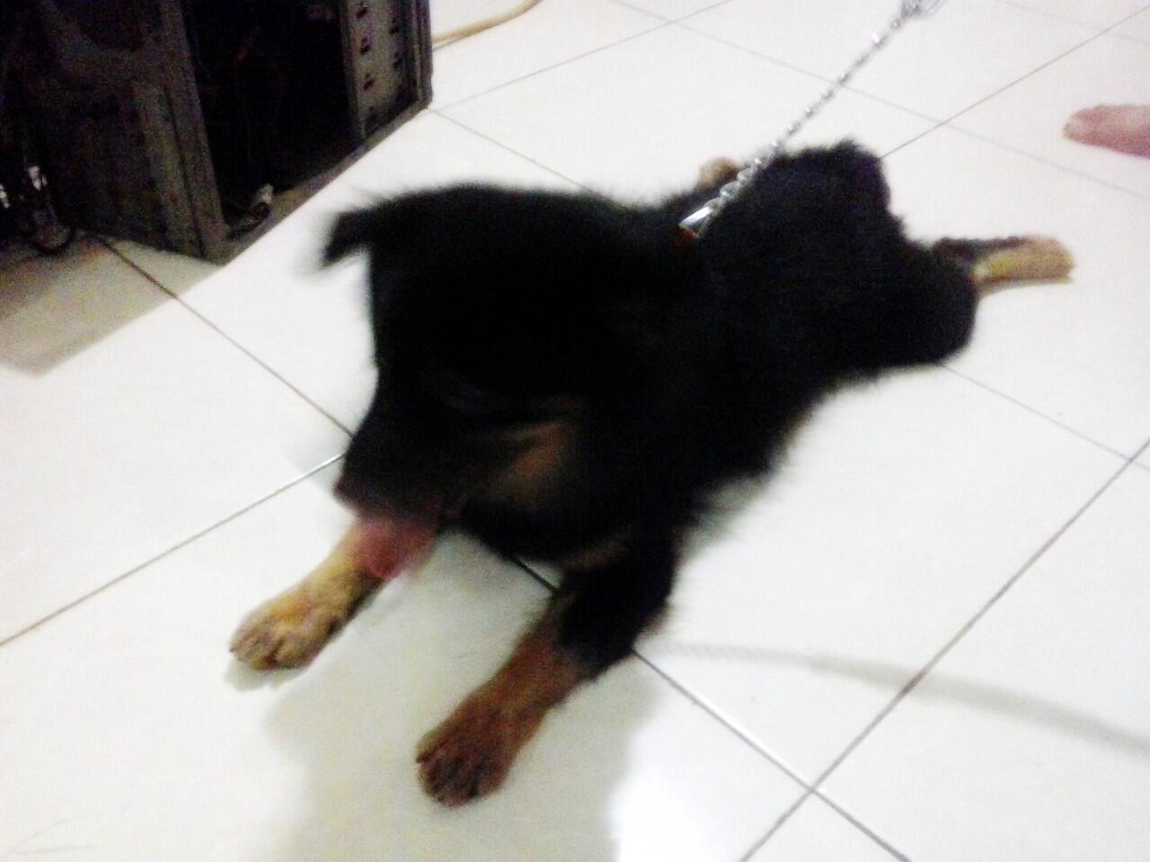 Semi Hibah Pom Mix Jantan