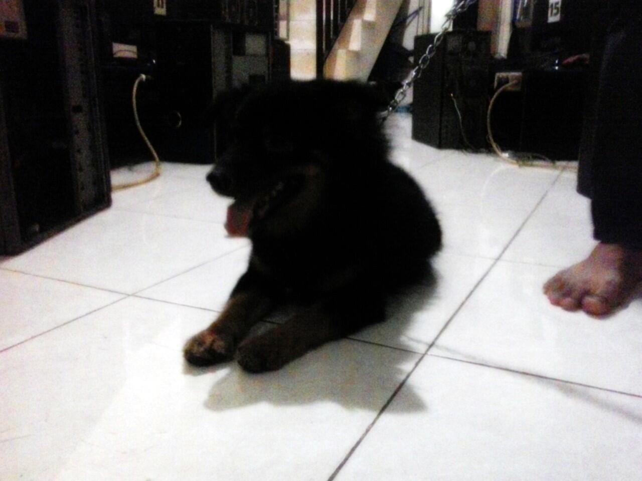 Semi Hibah Pom Mix Jantan
