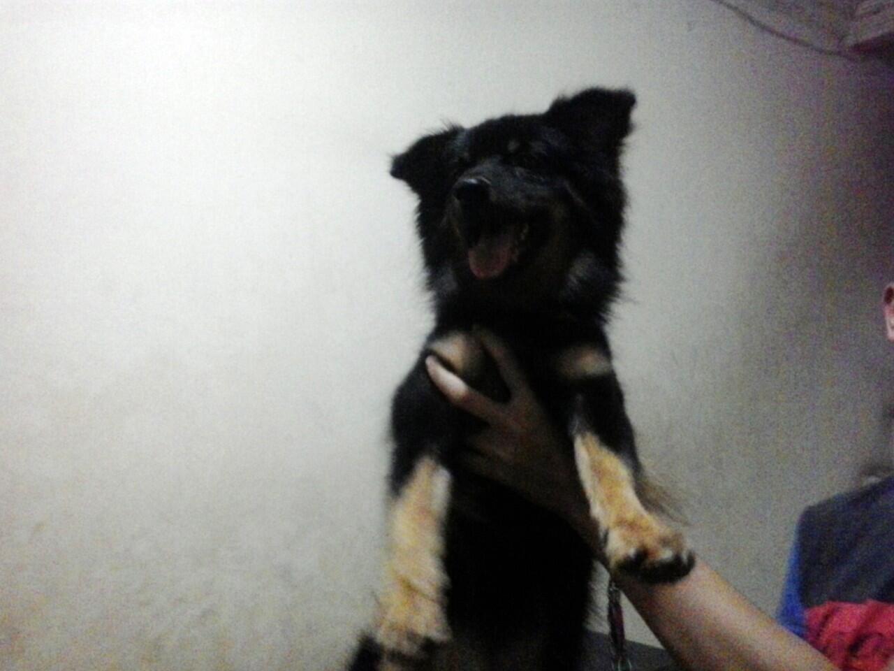 Semi Hibah Pom Mix Jantan