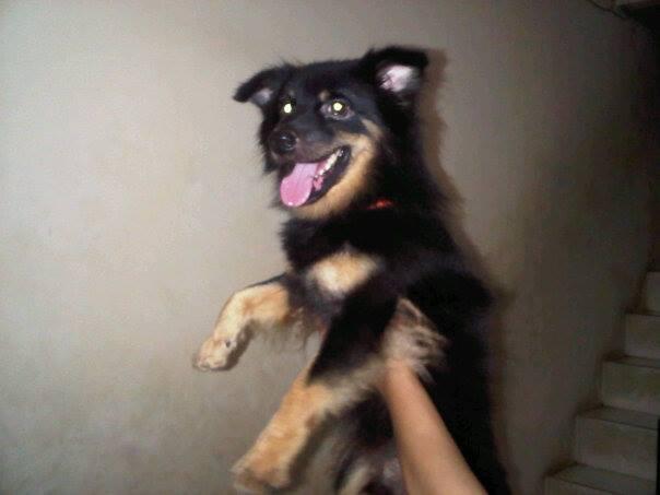 Semi Hibah Pom Mix Jantan