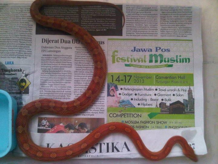 Cornsnake motley het bloodred