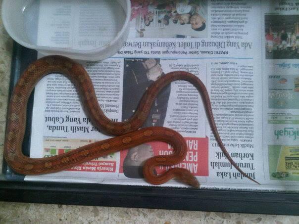 Cornsnake motley het bloodred