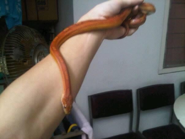 Cornsnake motley het bloodred