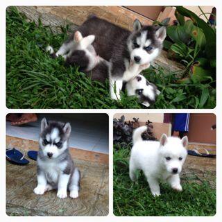 Siberian husky good quality