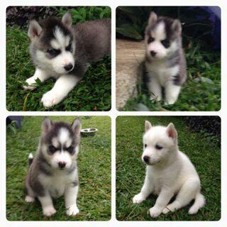 Siberian husky good quality