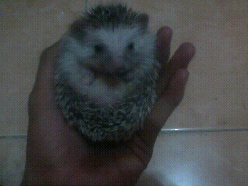 JUAL LANDAK MINI(LANMIN/HEGEHOG) HARGA BERSAHABAT