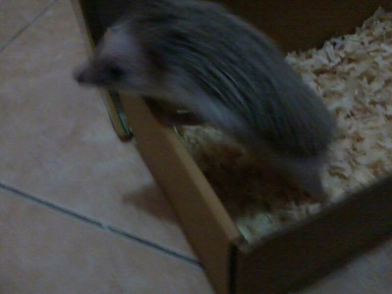 JUAL LANDAK MINI(LANMIN/HEGEHOG) HARGA BERSAHABAT