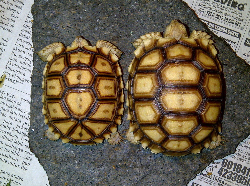 For Sale : Sulcata 6,2cm & 7,3cm