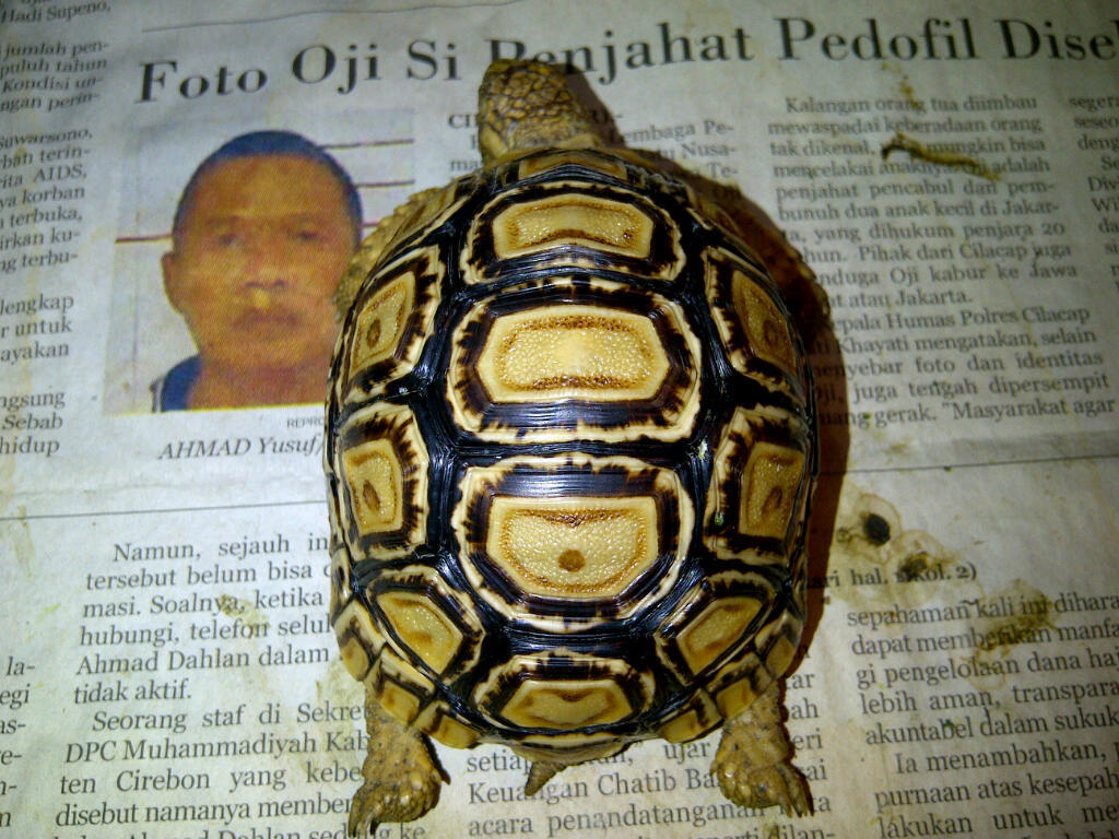 For Sale : Leopard Pardalis 7cm ( Ring White )