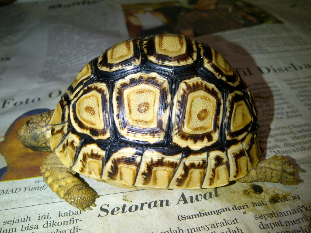 For Sale : Leopard Pardalis 7cm ( Ring White )