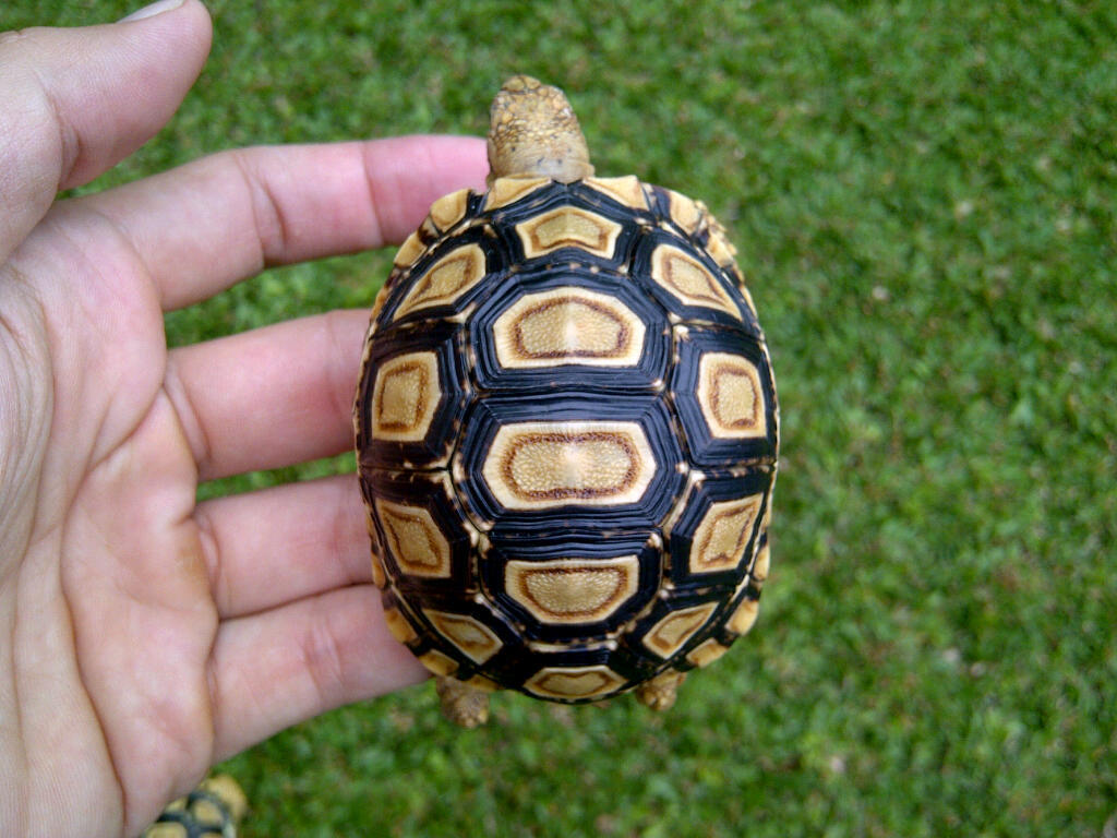Pardalis bulet 6,8cm (no marking/tanpa dot)