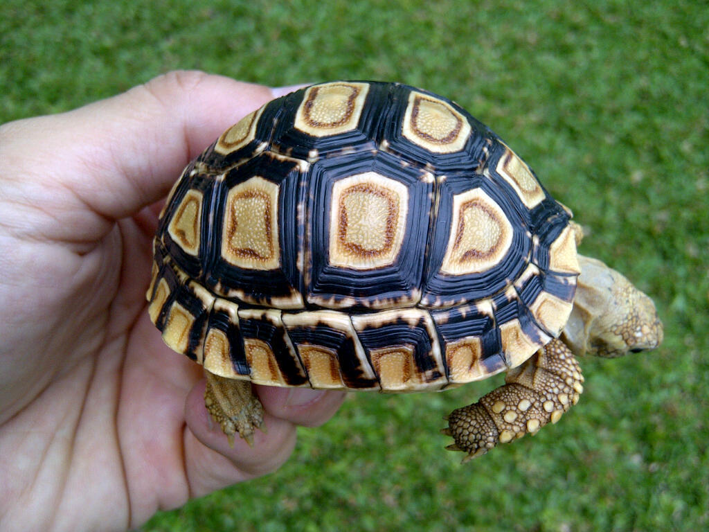 Pardalis bulet 6,8cm (no marking/tanpa dot)