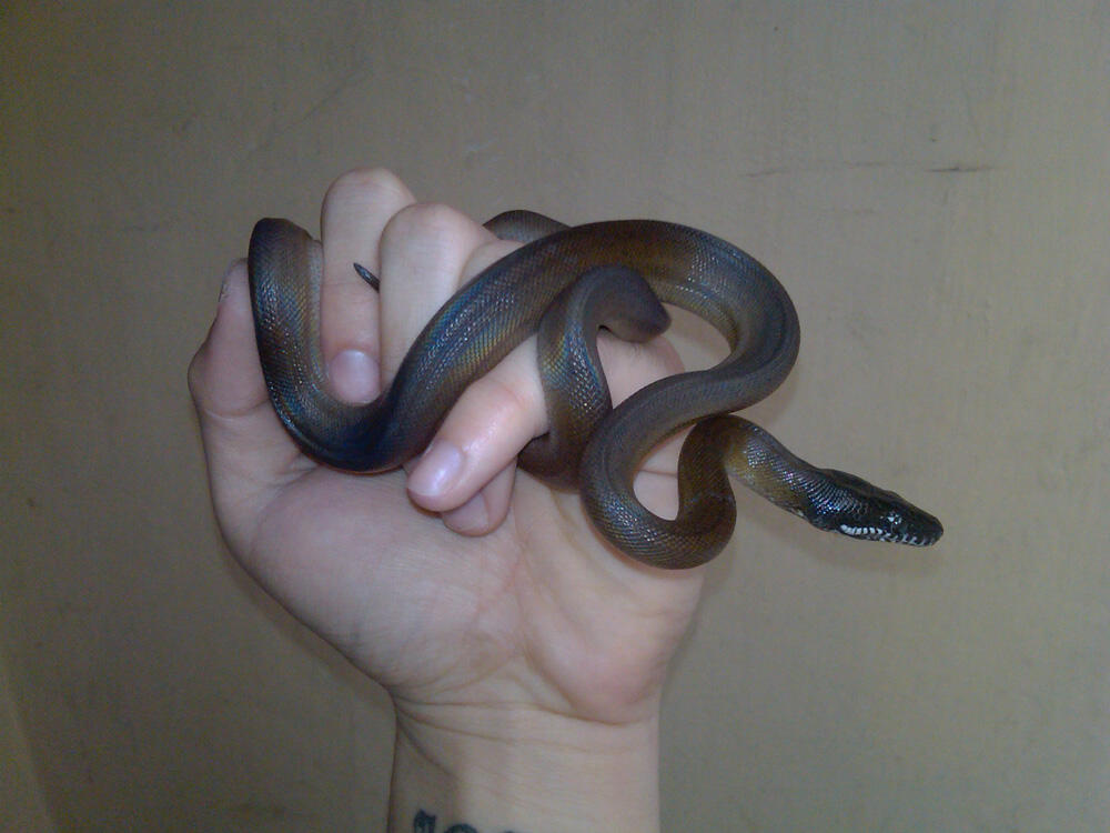 Baby Gold Albertisi Mantep Langka