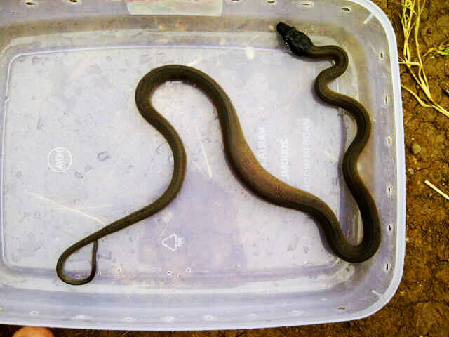 Baby Gold Albertisi Mantep Langka