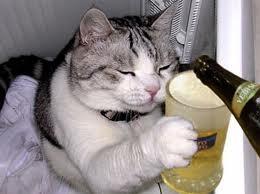 Beginilah anggapan kucing mengenai pemiliknya