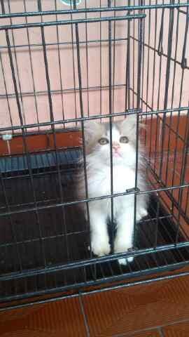 KUCING PERSIA MEDIUM LONGHAIR