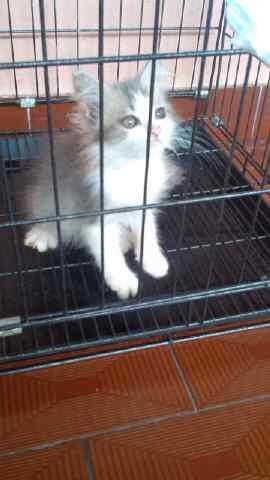KUCING PERSIA MEDIUM LONGHAIR