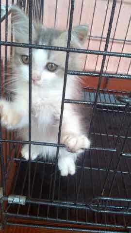 KUCING PERSIA MEDIUM LONGHAIR