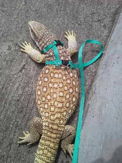 WTS Savmon Bandung
