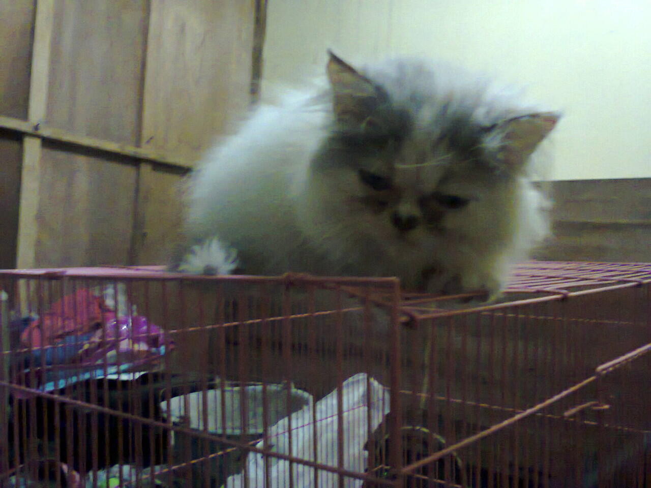 Kucing Betina Flatnose Calico Anakan Peaknose Tiga warna Lucu Murmer