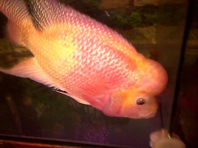 Louhan Golden Base 3 ekor Murmer