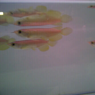 ikan arwana pino 11cm