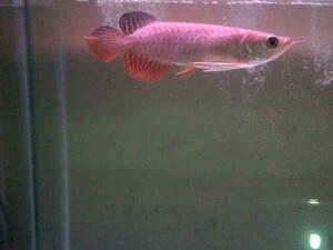 IKAN ARWANA GOLDEN RED RIAU 11CM